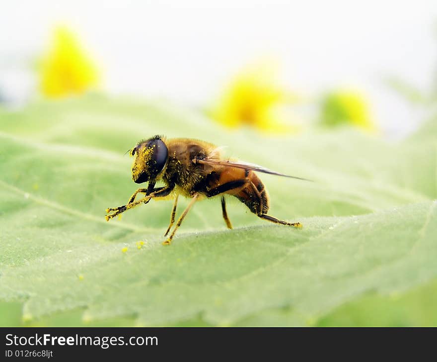 Collecting pollen of sunflower on hairs, a bee  scrapes away her in the small baskets. Collecting pollen of sunflower on hairs, a bee  scrapes away her in the small baskets.