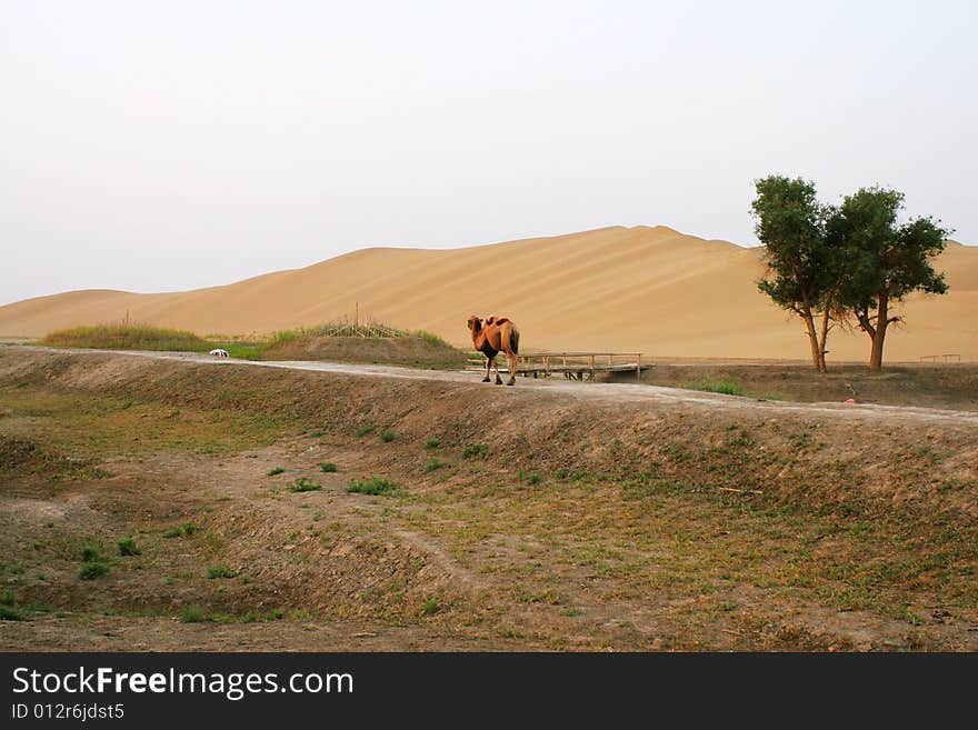 Camel, tree and desert