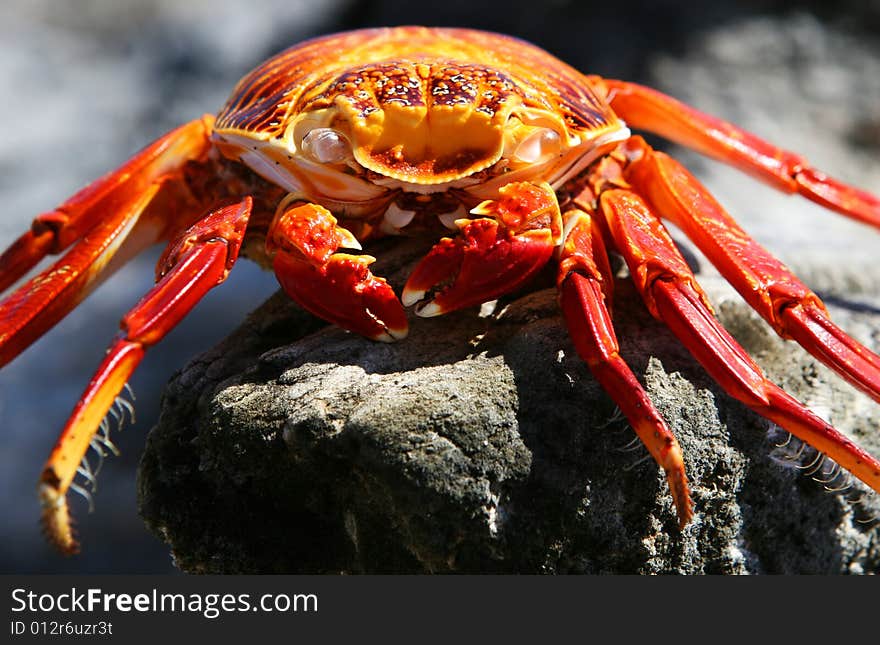 A dead Sally Lightfoot Crab rests on a rock. A dead Sally Lightfoot Crab rests on a rock