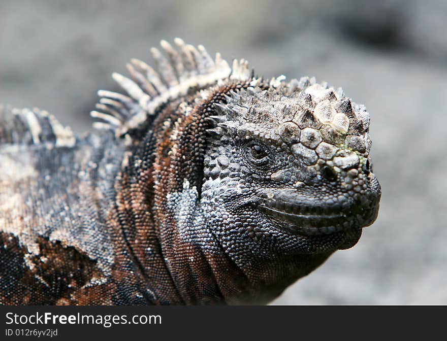 Close Up Marine Iguana on the Galapagos Islands of Ecuador