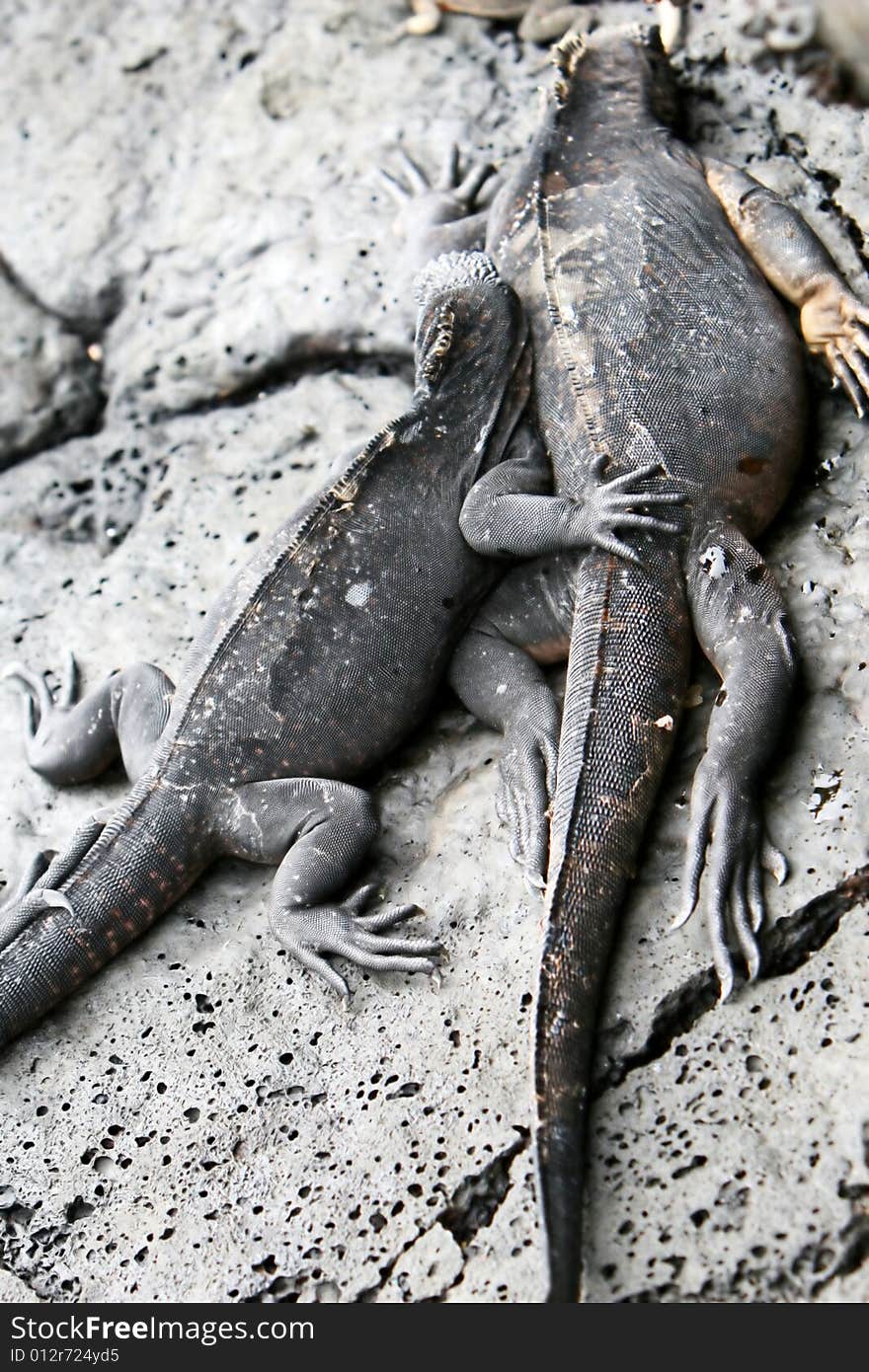 Marine Iguanas cover the volcanic rocks of the Galapagos Islands