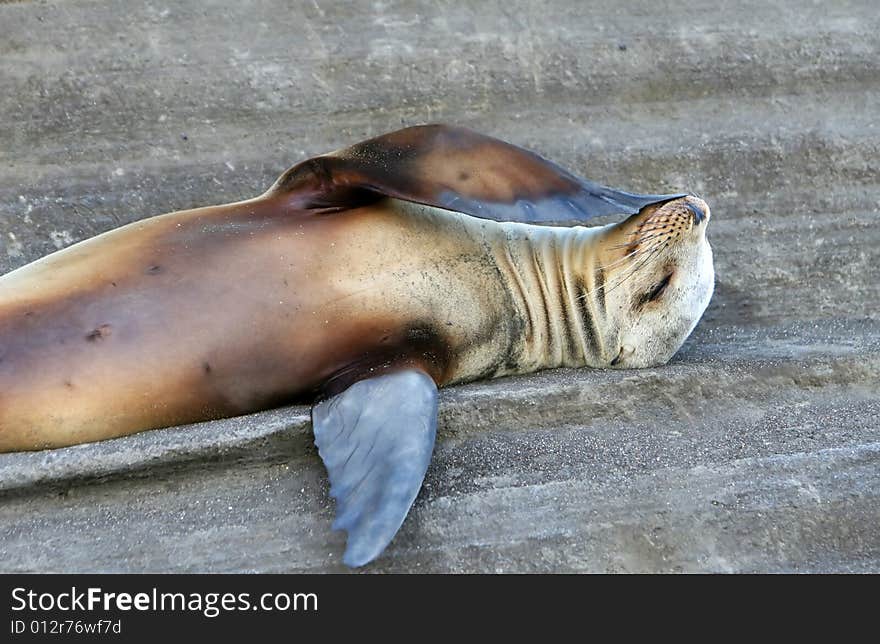 A Sea Lion ponders lifes great mysteries on his back. A Sea Lion ponders lifes great mysteries on his back