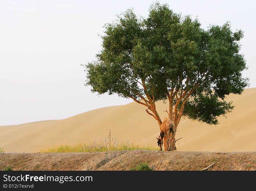 Camel, tree and desert