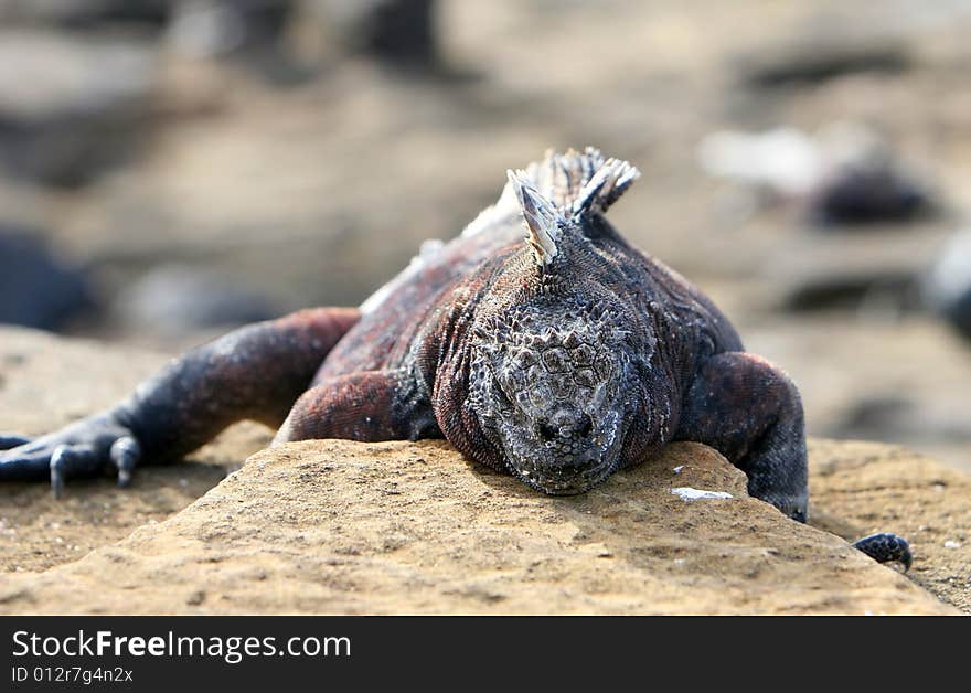 Marine Iguana