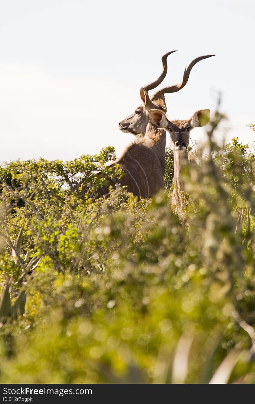 Magnificent Kudu bull with curly horns, standing between some bushes.