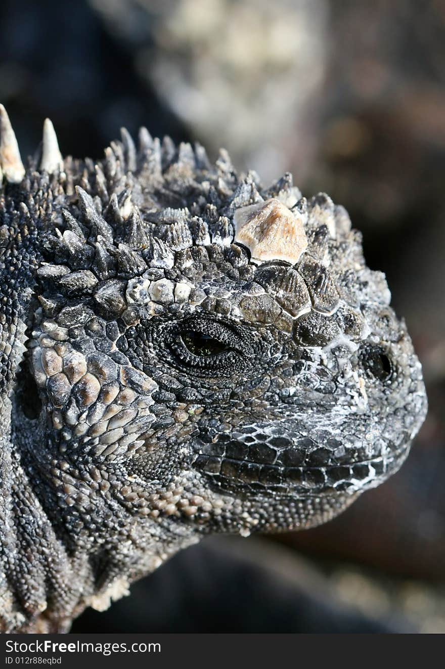 Close up head shot of a marine iguana in the galapagos islands. Close up head shot of a marine iguana in the galapagos islands