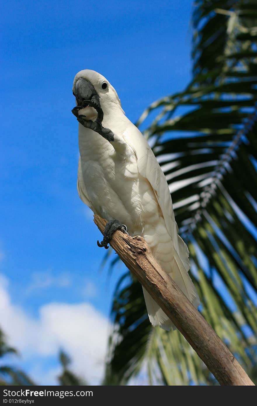 White parrot on the branch