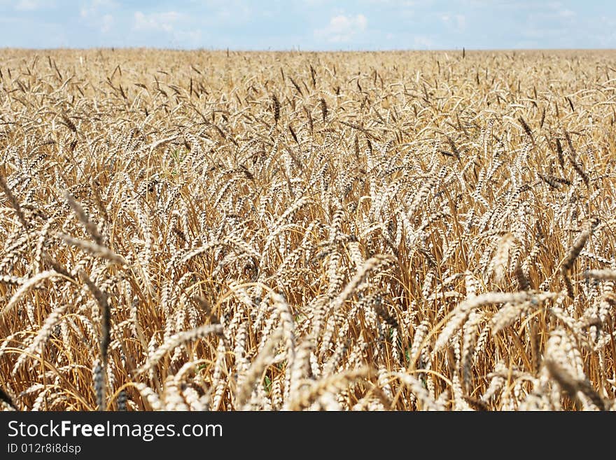 Ripe ears of a wheaten field before harvesting