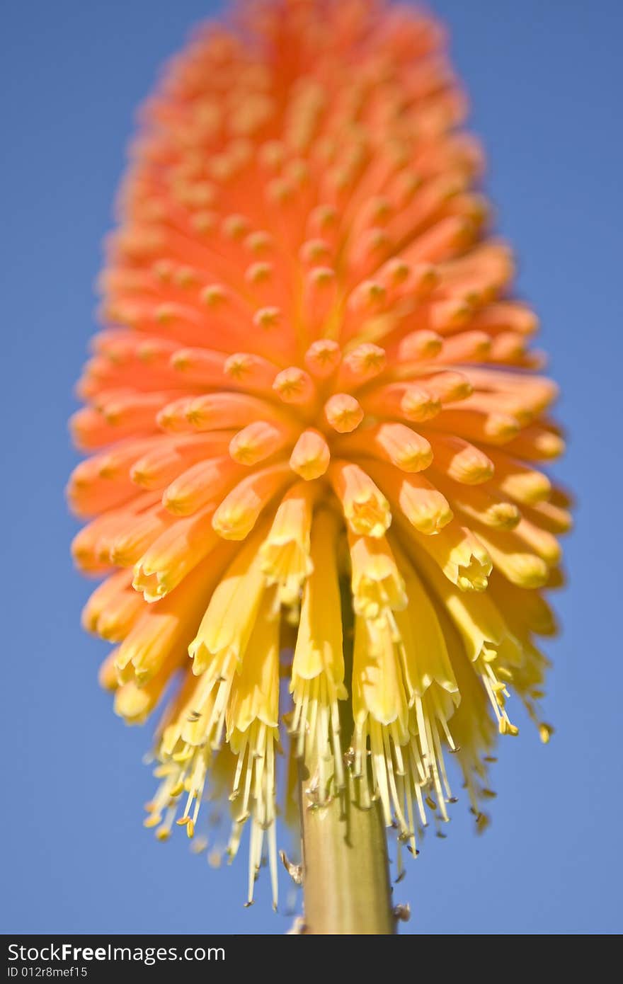 A perspective view of an African Red Hot Poker Flower