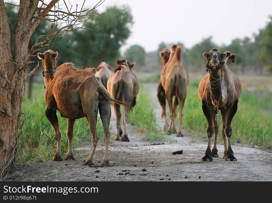 The scene of the desert sinkiang china . The scene of the desert sinkiang china .