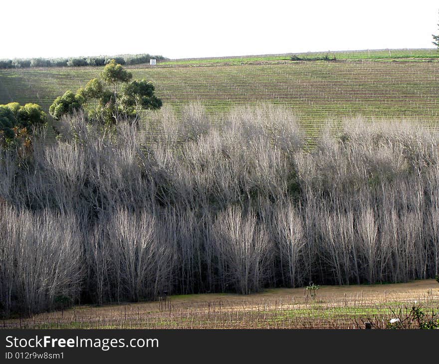 Bare trees above vineyards in winelands. Bare trees above vineyards in winelands