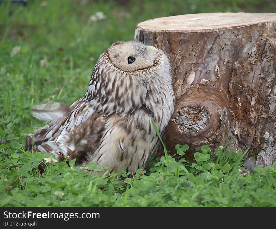 Bird of prey in the park. Bird of prey in the park