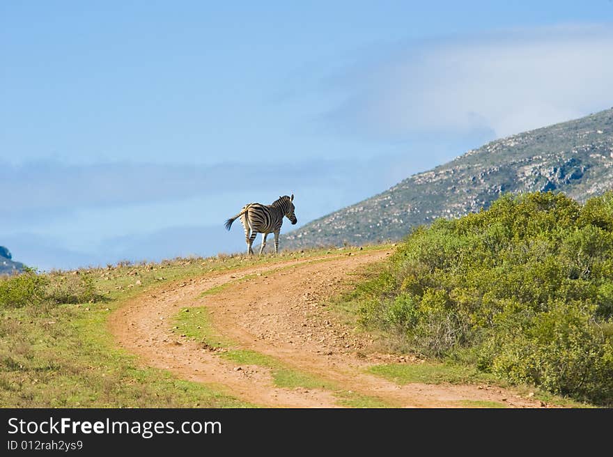 Healthy zebra in a wildlife reserve. Healthy zebra in a wildlife reserve.