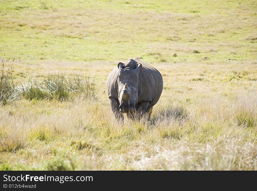 A healthy lone rhino in a game reserve, grazing. A healthy lone rhino in a game reserve, grazing.