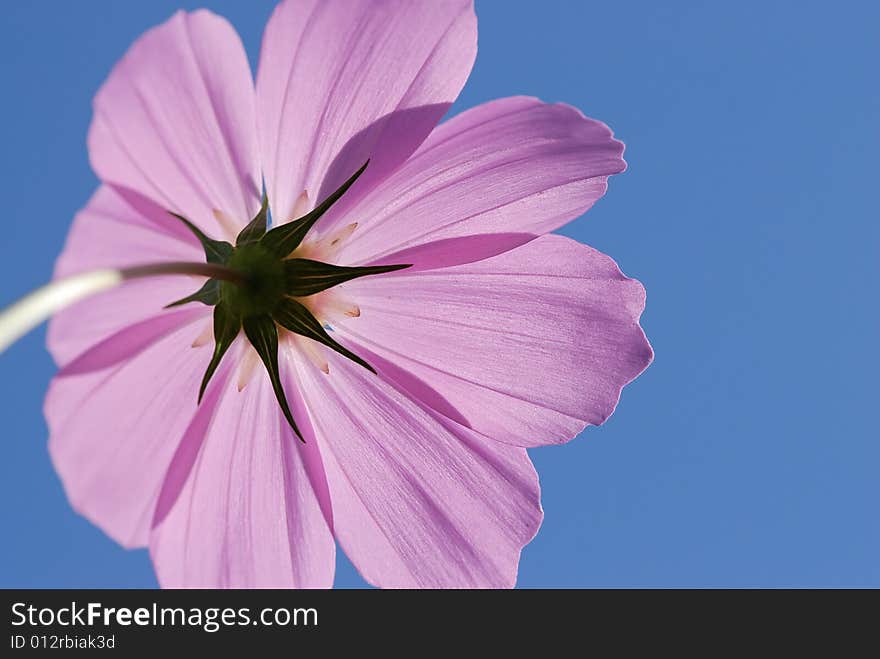 Pink flower close up