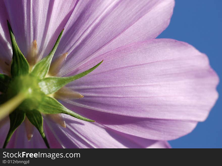 Pink flower close up with blue sky