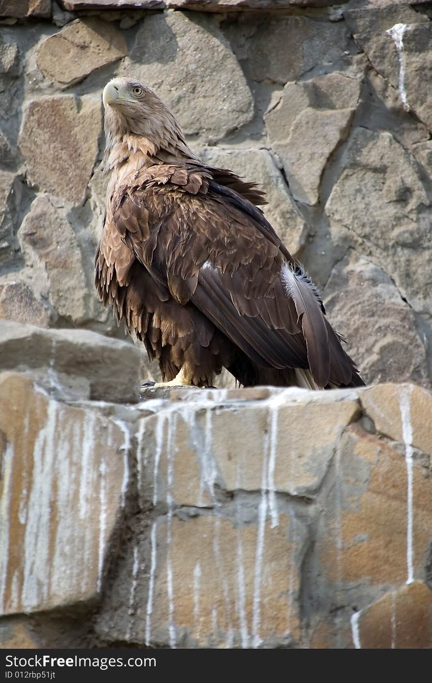 Whitetail sea eagle on the rock (hawk family