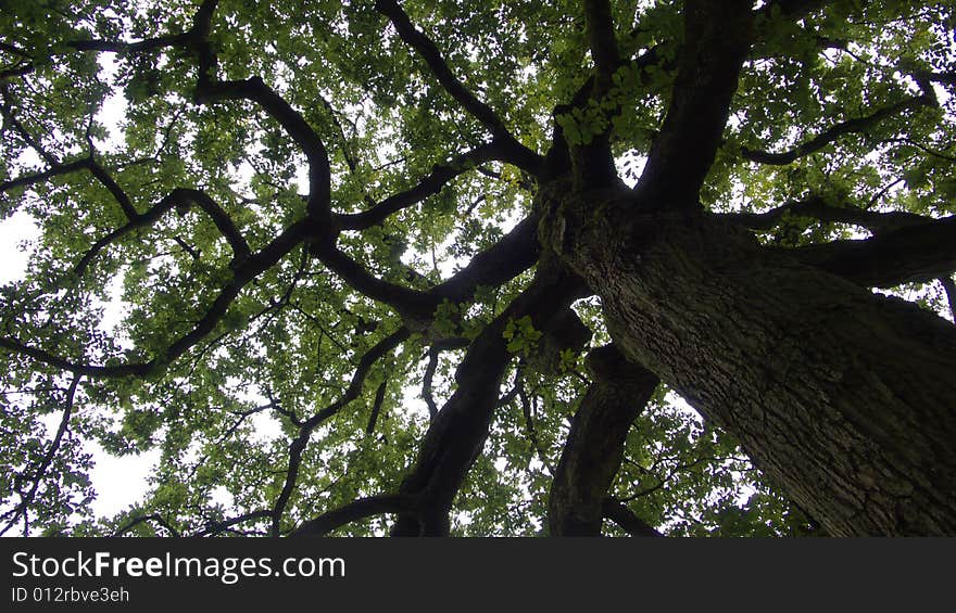 Underneath an old Oak Tree. Underneath an old Oak Tree