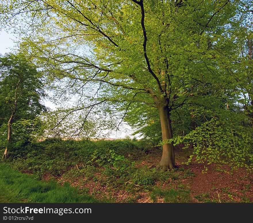 Bright green tree on the edge of a forest with blue sky. Bright green tree on the edge of a forest with blue sky