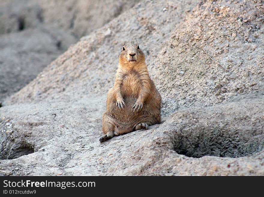 Prairie dog