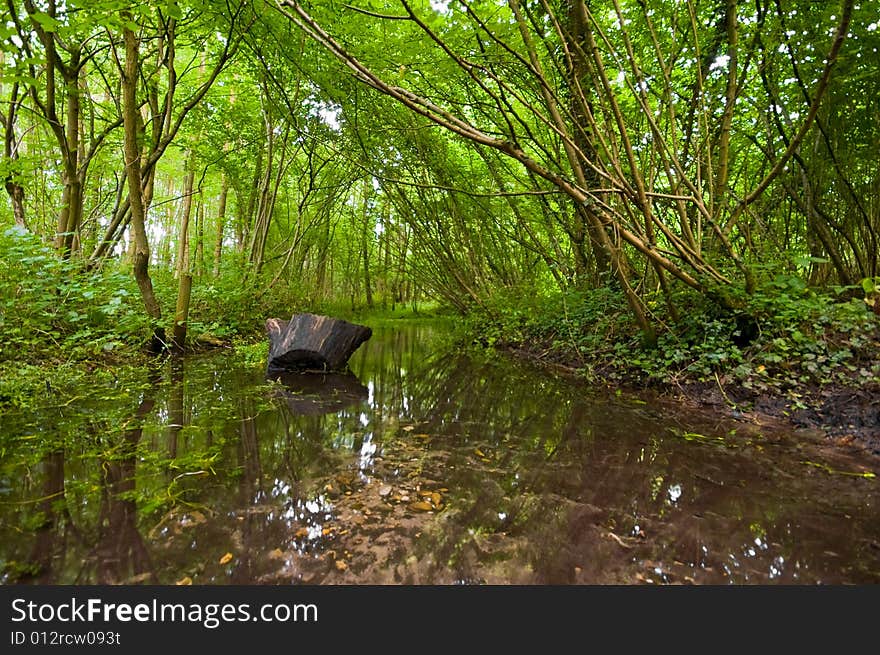 Nice bright green forest with a creek in the middle and reflexions on the water. Nice bright green forest with a creek in the middle and reflexions on the water