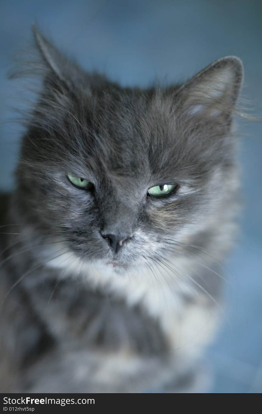 Grey cat on blue background