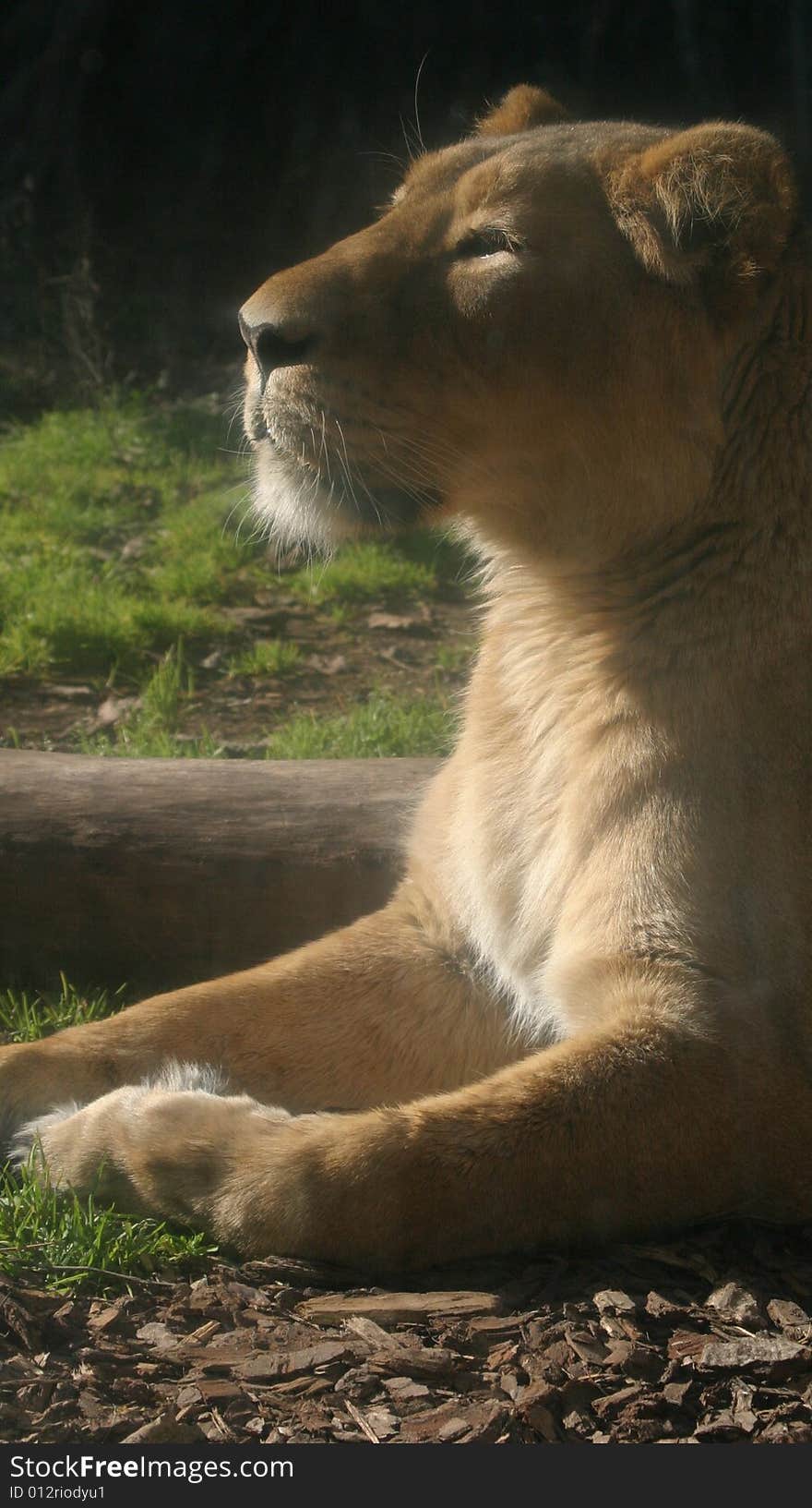 A lioness enjoying the rays of the morning sun by doing a bit of sunbathing. A lioness enjoying the rays of the morning sun by doing a bit of sunbathing