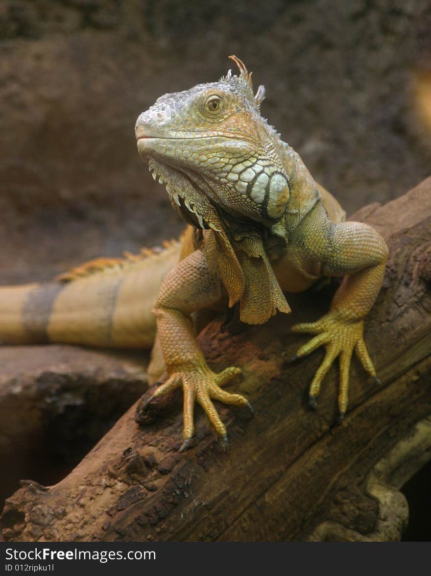 Lizard On A Branch