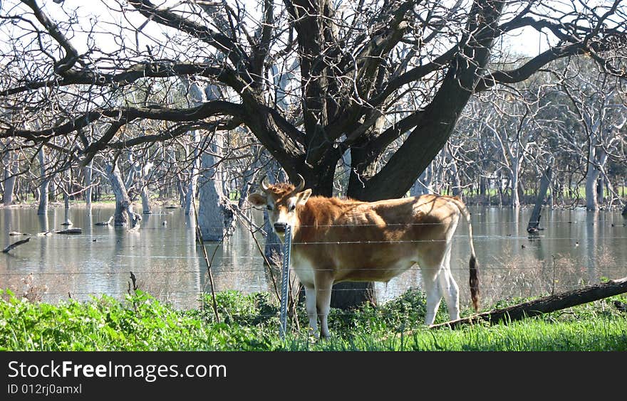 A cow at the watersedge of a pond with trees in it. A cow at the watersedge of a pond with trees in it