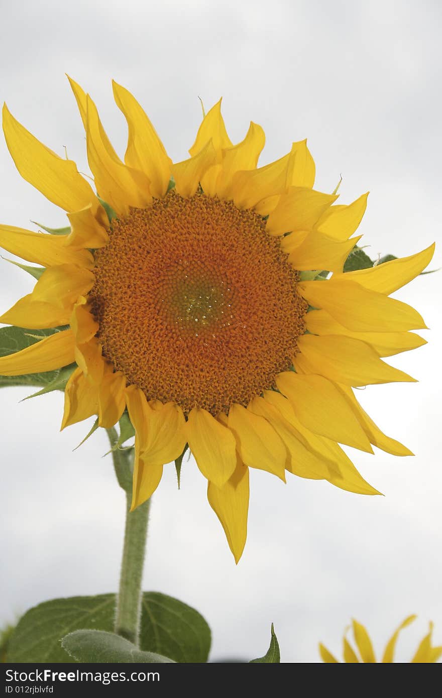 Shot of sunflower and stalk. Shot of sunflower and stalk