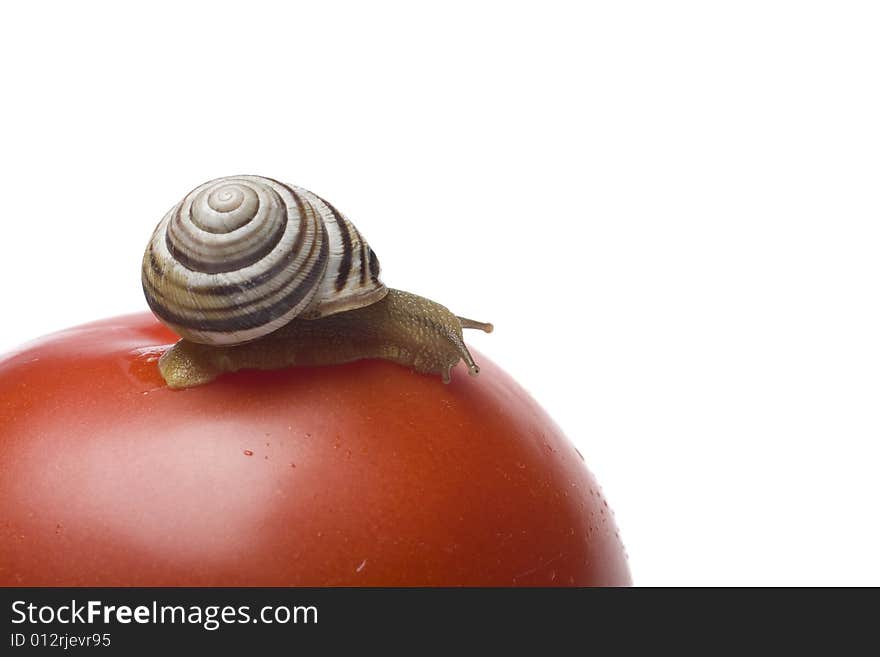 Snail on the red tomato