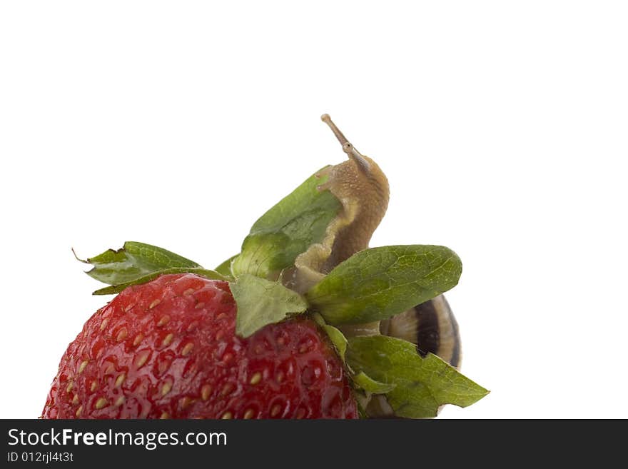 Snail on the red strawberry