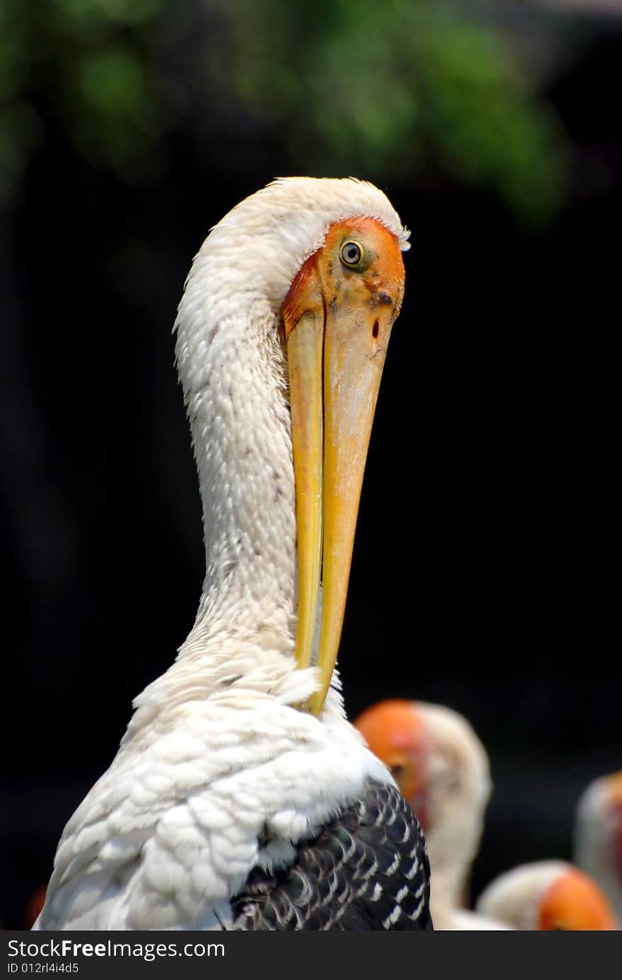 Focus on bird image at the garden park