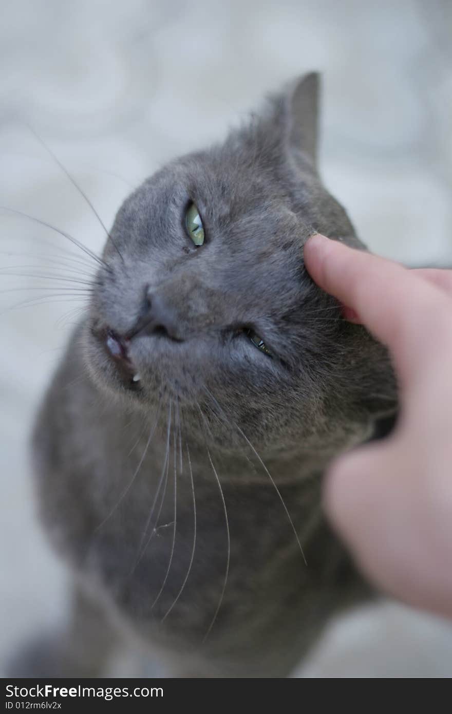 Human hand to caress a russian blue cat