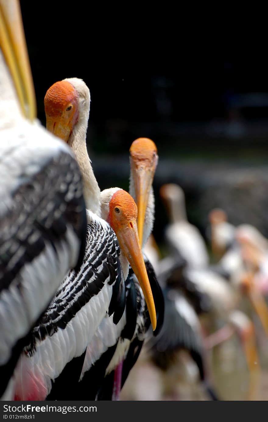 Focus a flamingo image at the garden park