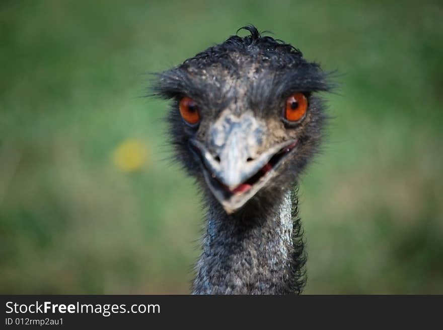 Ostrich close-up portrait, green background