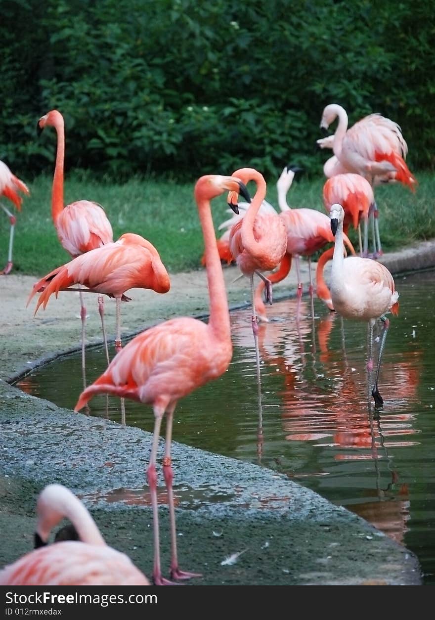 Group of flamingos fishing in the river