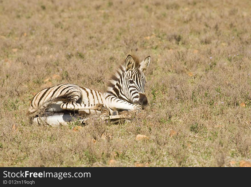 Healthy young zebra lying on the grass in a wildlife reserve. Healthy young zebra lying on the grass in a wildlife reserve.