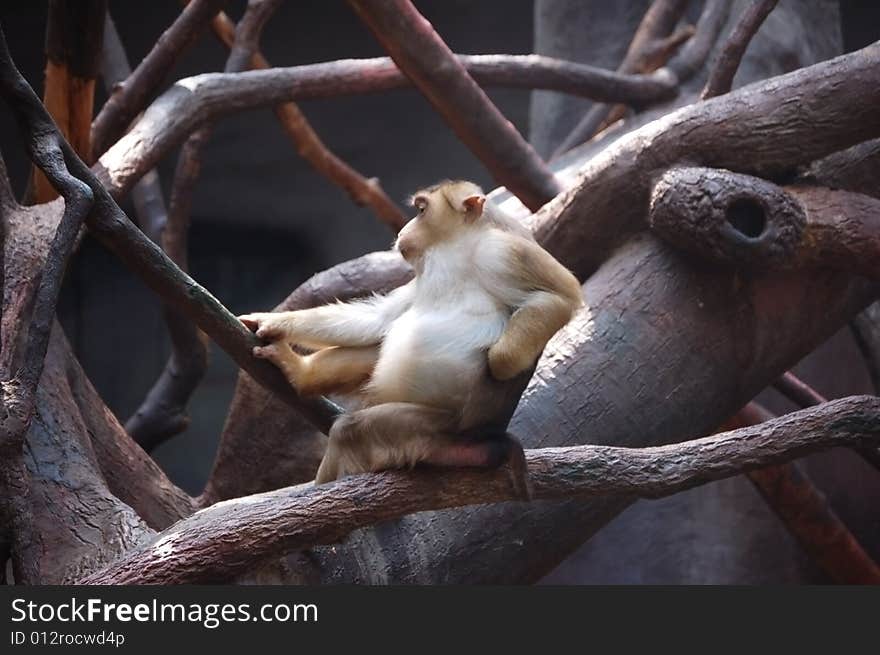 Monkey relaxing on tree branches