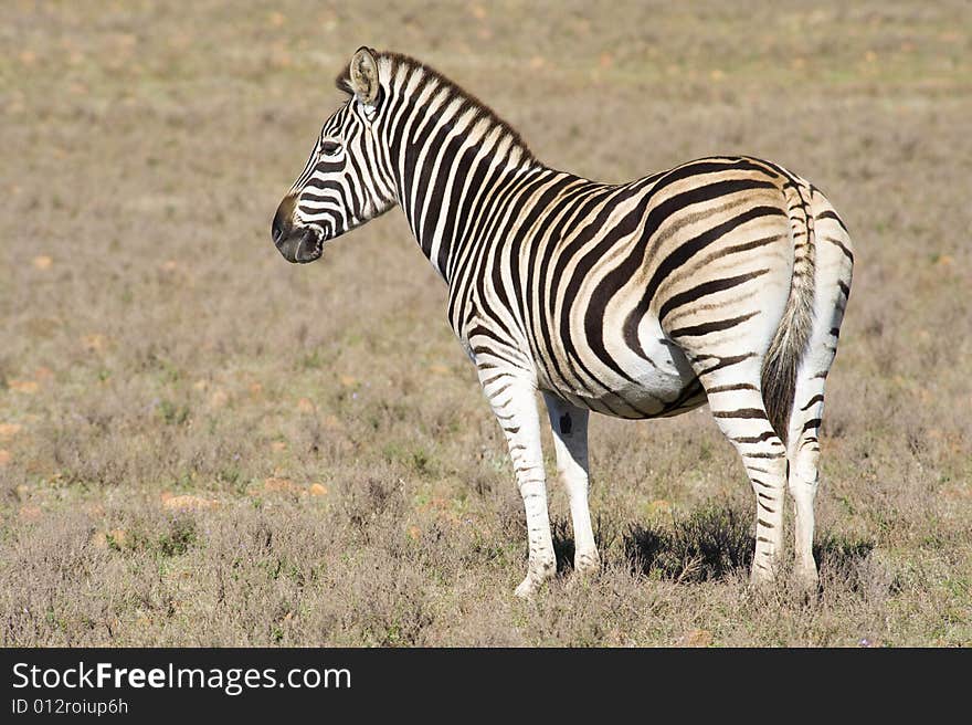 Healthy zebra in a wildlife reserve. Healthy zebra in a wildlife reserve.