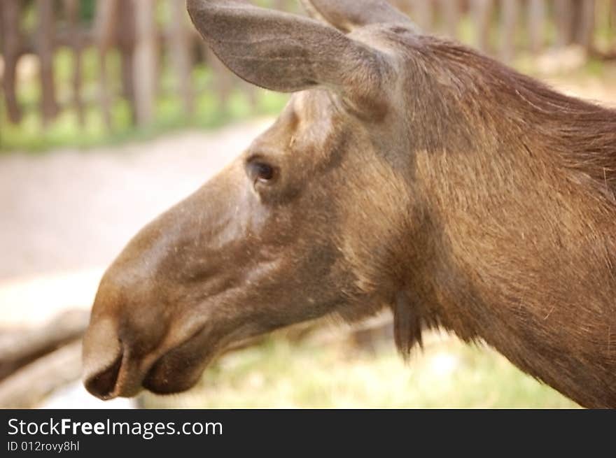 Mountain moose - head - close up