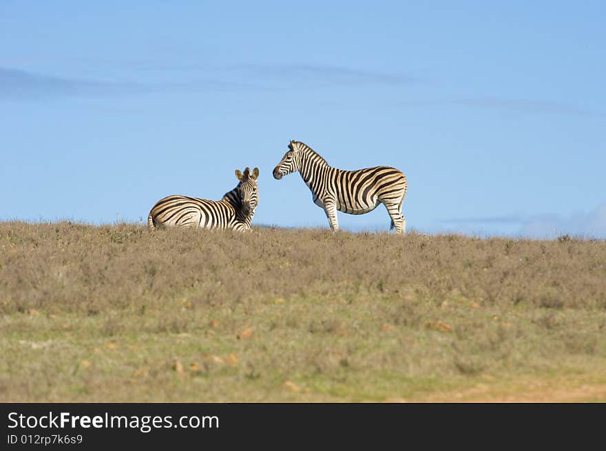 Healthy zebras standing and lying on the horizon in a wildlife reserve. Healthy zebras standing and lying on the horizon in a wildlife reserve.