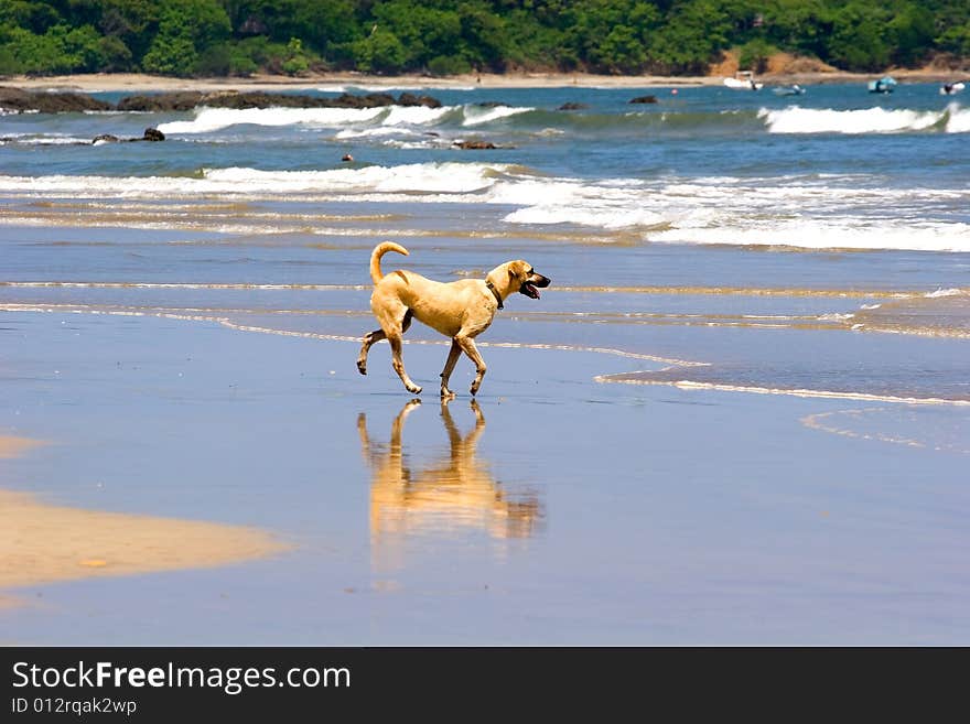 A small yellow dog running down the beach with reflection. A small yellow dog running down the beach with reflection