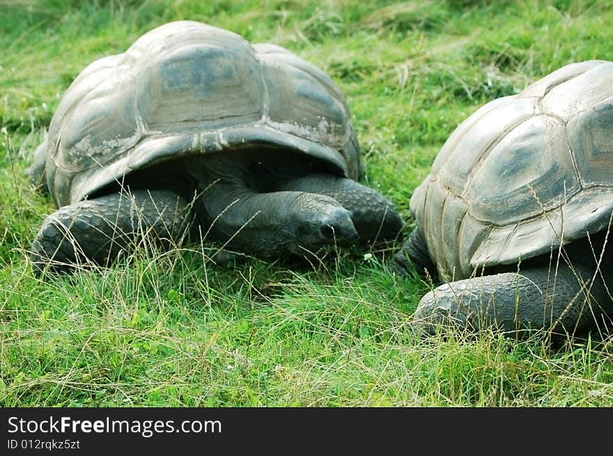 Two huge turtles in grass