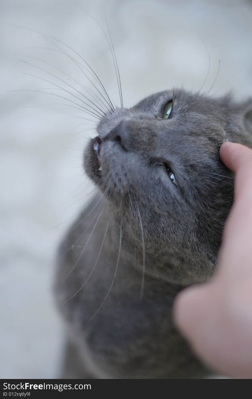 Human hand to caress a russian blue cat