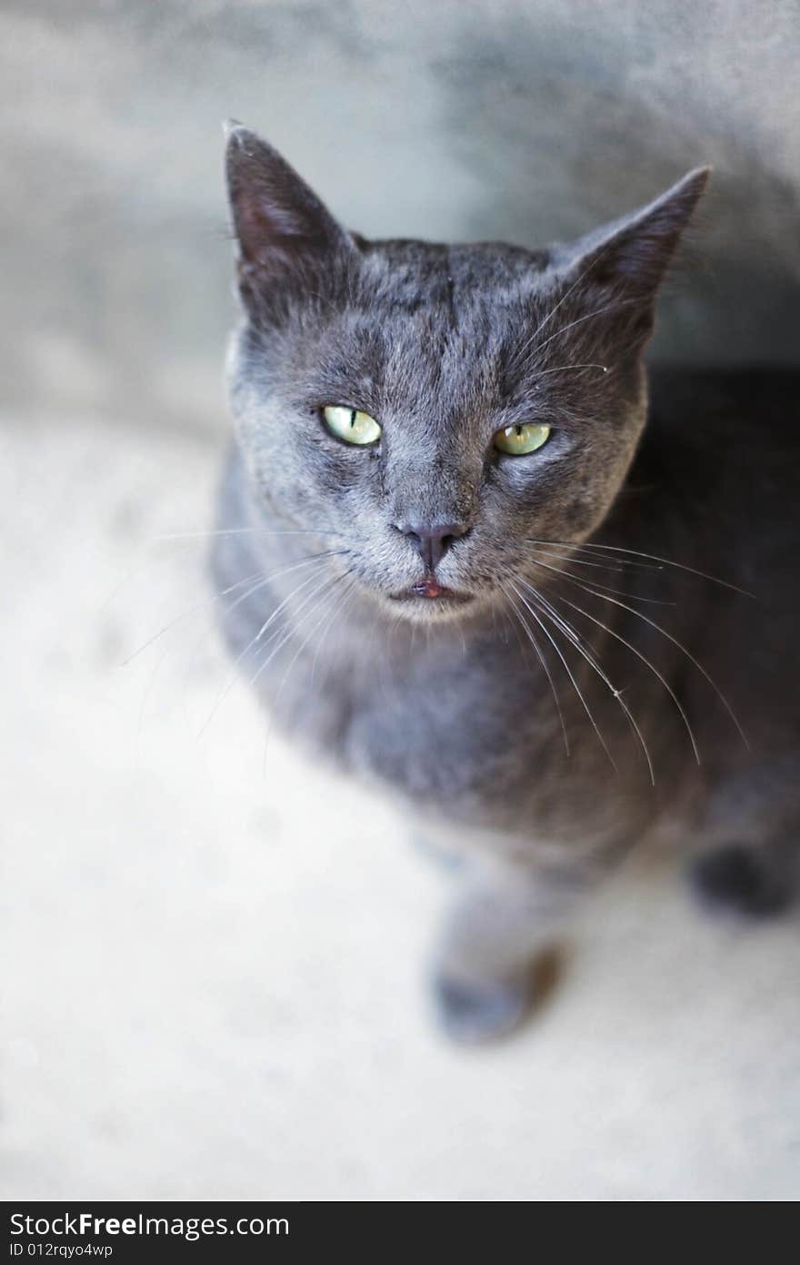 Blue russian cat on grey background