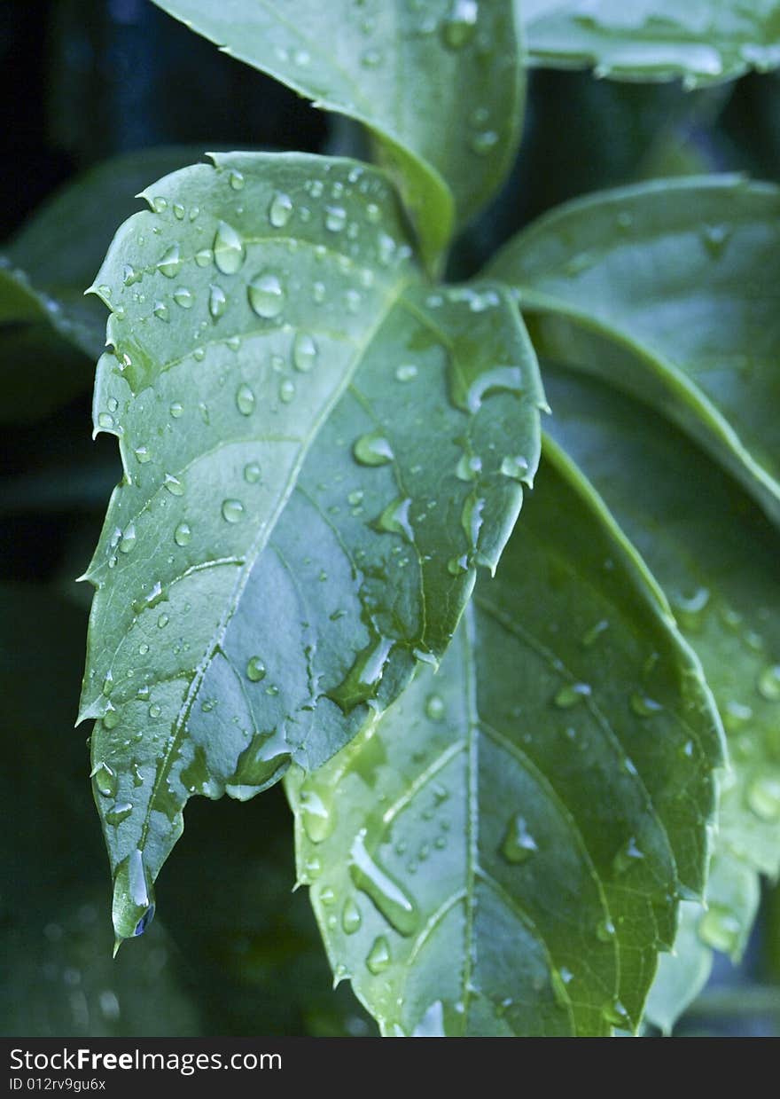 Drop water on green leaf