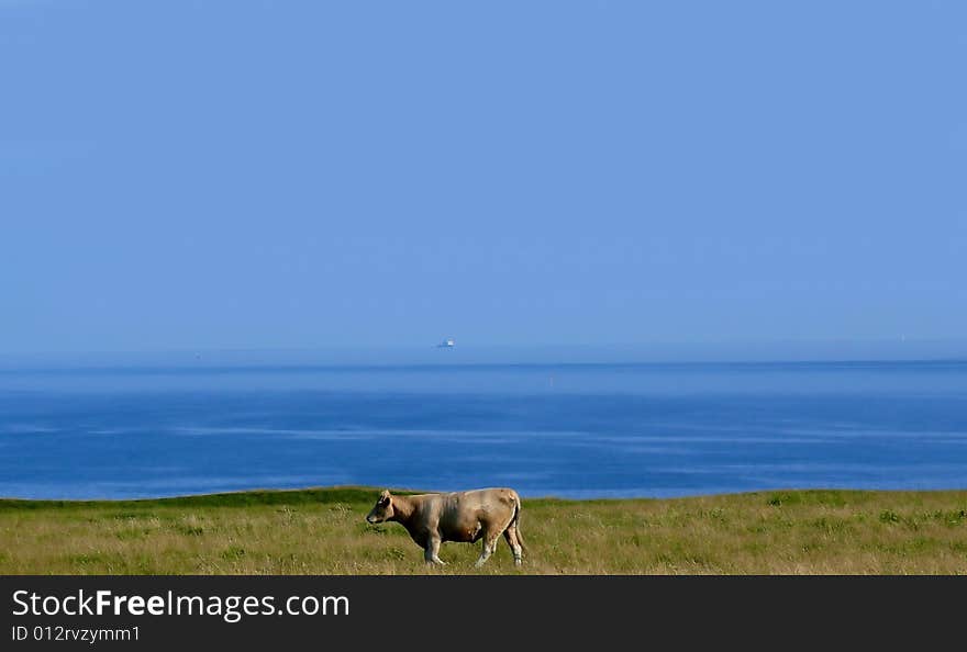 White Cow By The Sea