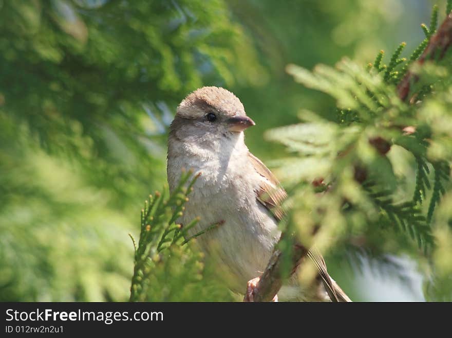 A field sparrow between the bkrok. A field sparrow between the bkrok.