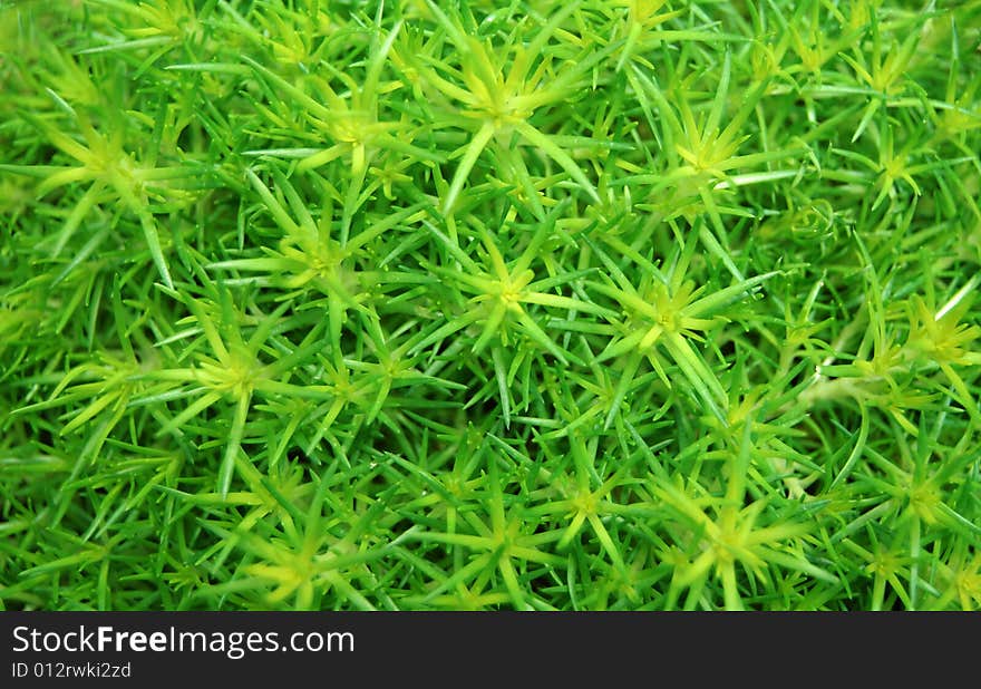 Green plant in Cameron Highlands